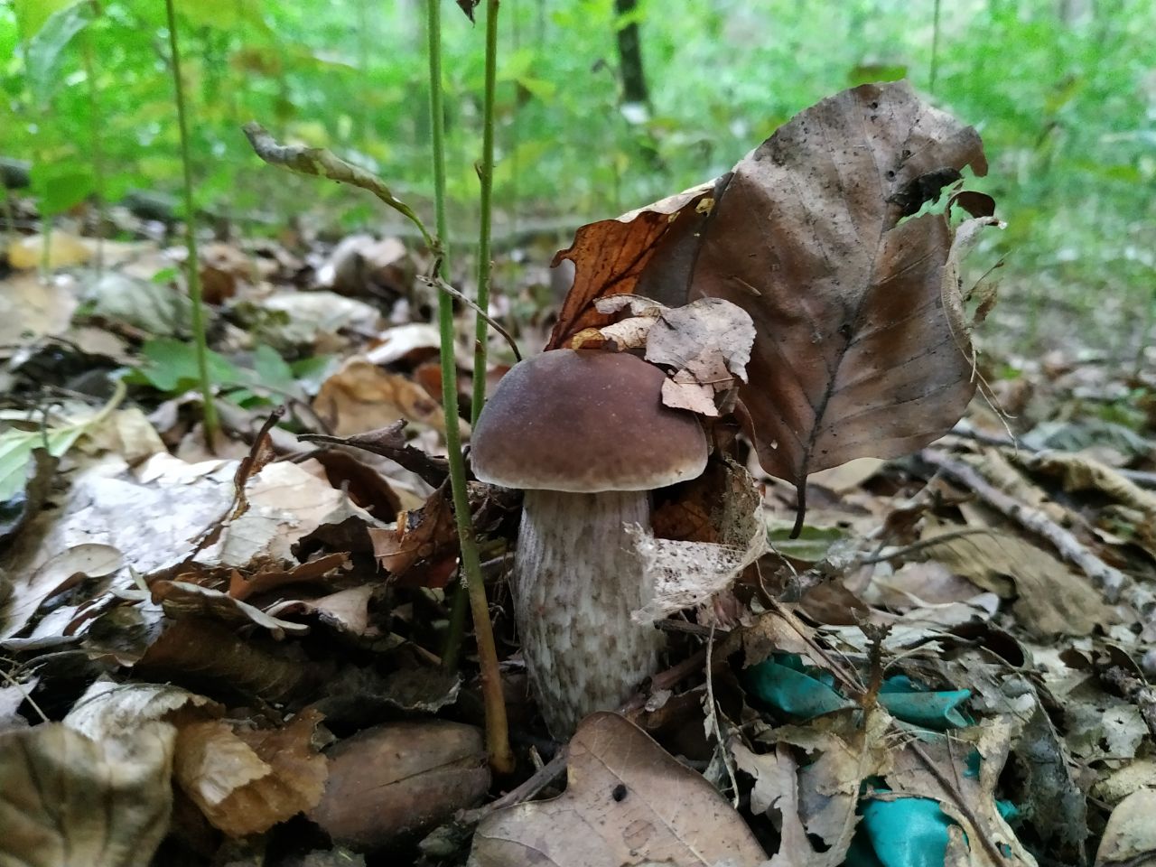 Грибы Финляндии все еще содержат радиоактивные изотопы спустя десятилетия