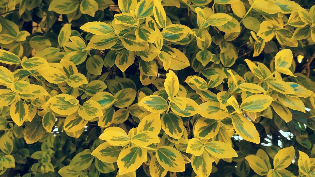 Москвичей предупредили о штрафах за сорванные цветы