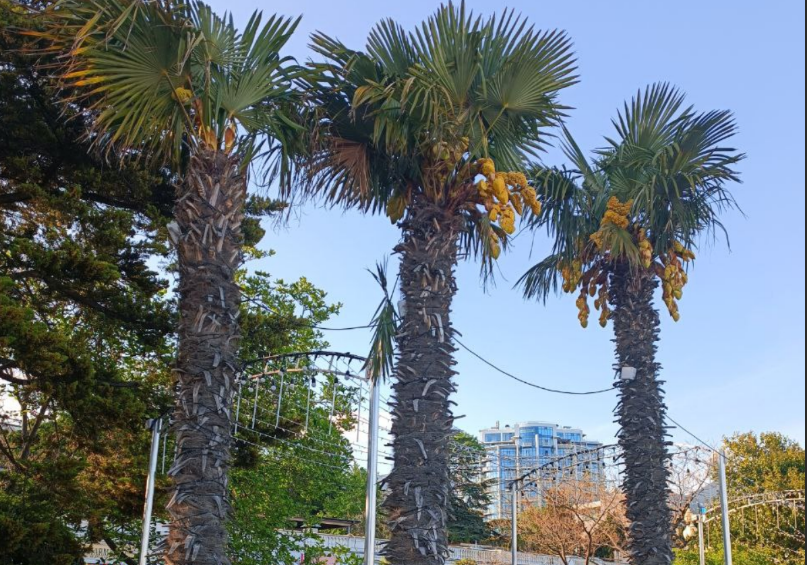 FT: Экспаты из Дубая в поисках тихой гавани переезжают в Швейцарию