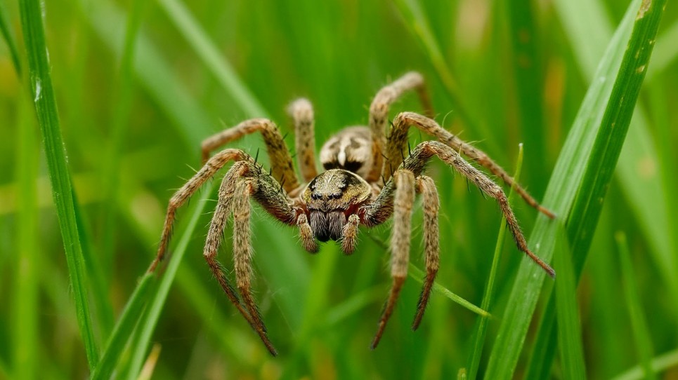Южнорусский тарантул мизгирь появился в России и вызвал тревогу среди жителей